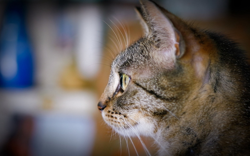 gray, nature, feline, no people, eyes, whisker, fur, tabby, beautiful, cute, close-up, human Face, domestic, sitting, one Animal, brown, 1080P, cat, paw