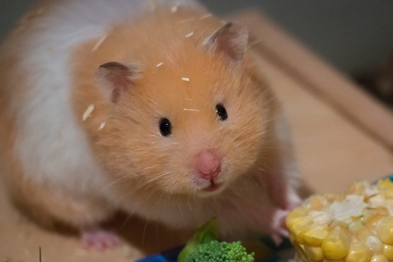 focus on foreground, no people, food, animal themes, indoors, hamster, 4K, whisker, eat, goldhamster, domestic, animal, pets, one animal, rodent, looking at camera