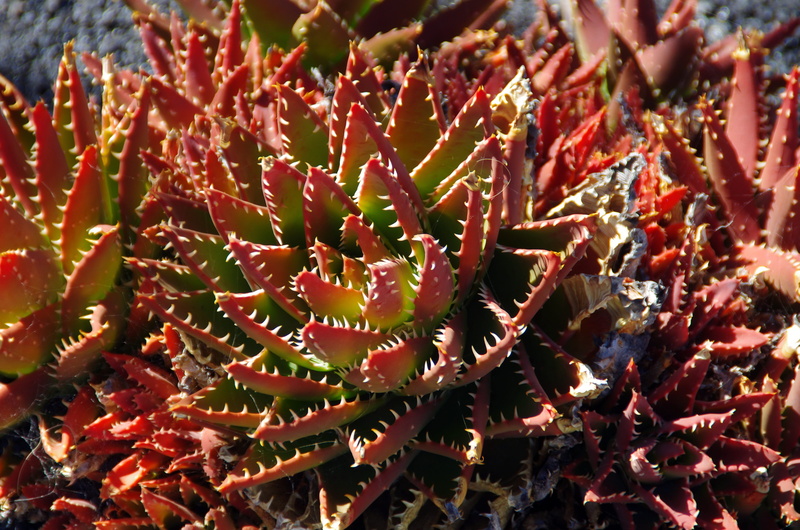 nature, plant, red rose, freshness, thorns, wild flower, beauty in nature, spiky, botany, quills, full frame, growth, flower, cactus, teeth, outdoors, close-up