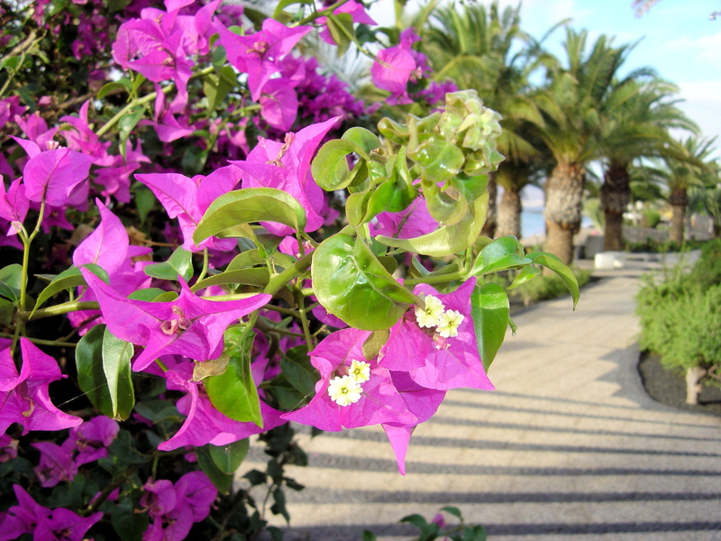 lanzarote, no people, green color, beauty in nature, 2K, day, vulnerability, Bougainvillea, plant part, pink color, outdoors, focus on foreground, flower promenade