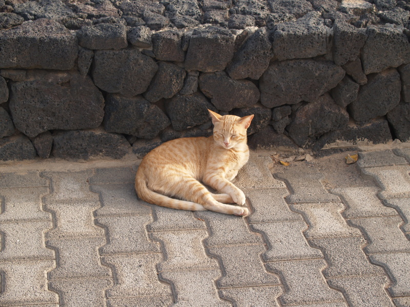one animal, domestic animals, pets, cat, sitting, portrait, feline, day, relaxation, lanzarote, animals, whisker, vertebrate, domestic, tabby, high angle view