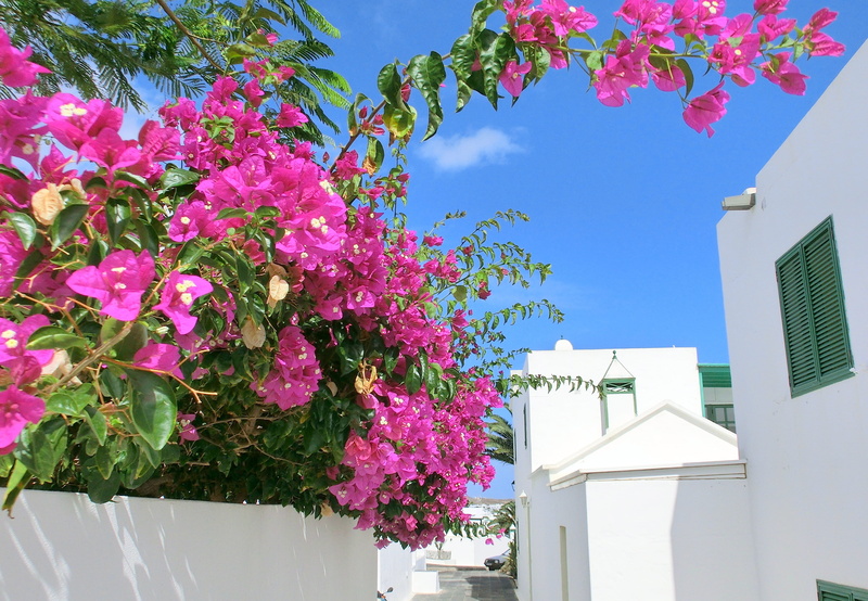 fragility, flowering plant, flowers, building exterior, day, flower, nature, house, freshness, architecture, purple, beauty in nature, lanzarote, built structure