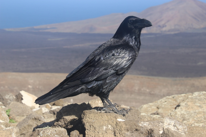 focus on foreground, bird, 5K, animal wildlife, one animal, canary islands, sunlight, solid, perching, mountain, nature, lanzarote, raven, no people, animal themes