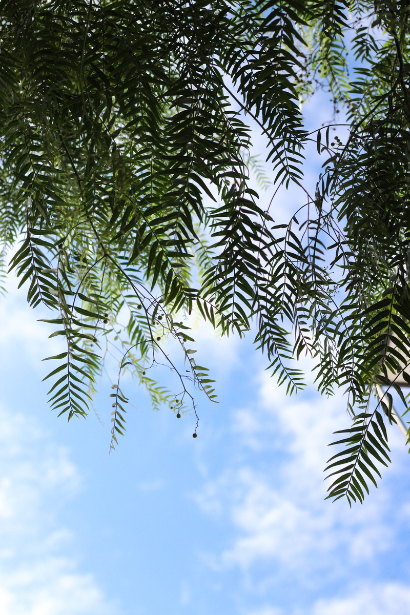 lanzarote, plant part, trees, no people, pine tree, growth, coniferous tree, canaries, green color, nature, cloud - sky, leaf, leaves, photo, 5K, plant