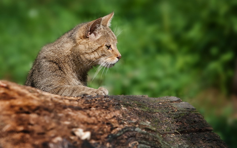 Cat, View, Side, Profile, Gray, 1080P