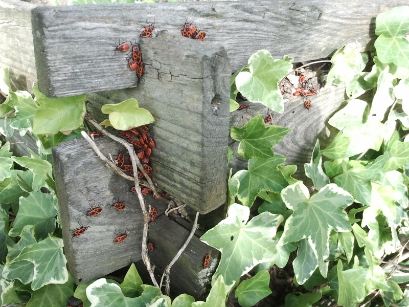 animals, wood - material, day, beauty in nature, red, growth, leaves, leaf, green color, high angle view, no people, plant, freshness, close-up, grave digger