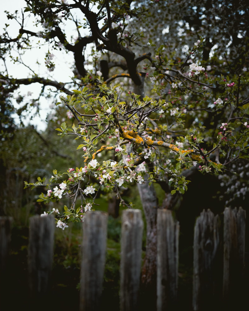 branch, flower, fragility, leaf, acanthaceae, spring, beauty in nature, cherry blossom, focus on foreground, plant, food, tree trunk, picket, birch, garden