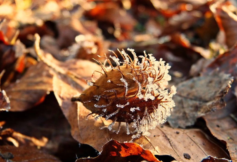 forest, autumn, beechnut, sea life, tree, cold, iced, sunlight, wintry, fruit cups, beech, eiskristalle, nature, fruit, discolored, first frost, high angle view