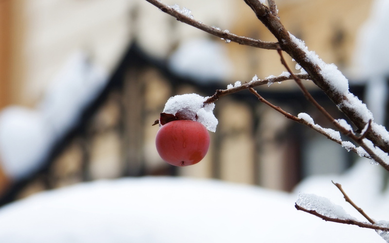 outdoors, close, rose hip, frozen, 2K, first, fruit, no people, snow, food, food and drink, cold temperature, berry fruit, twig, focus on foreground, close-up
