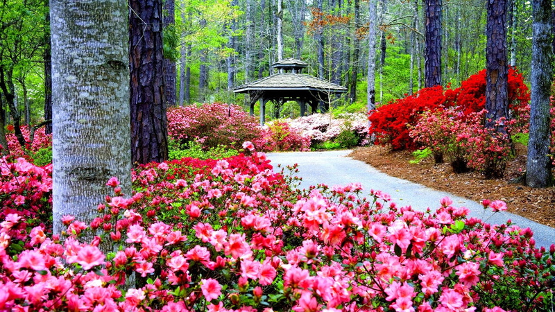 1080P, trees, pink, park, gazebo, nature and landscapes, path, eden