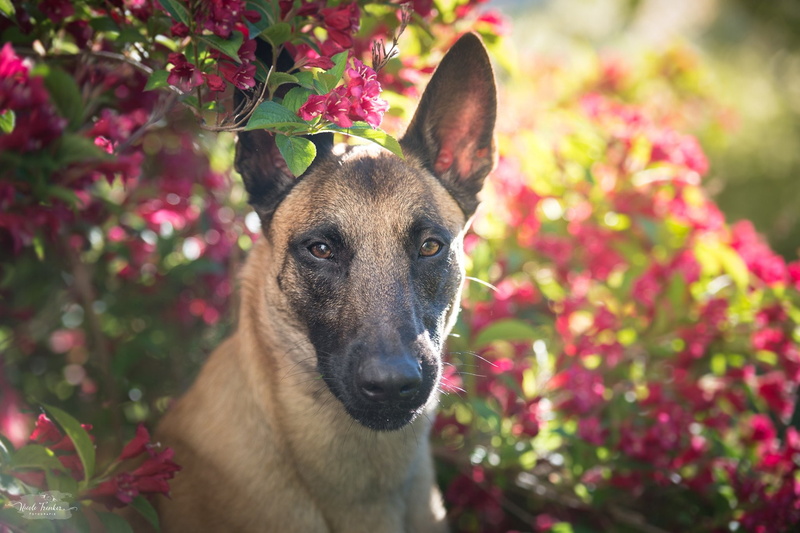 1080P, Belgian Malinois, Dogs