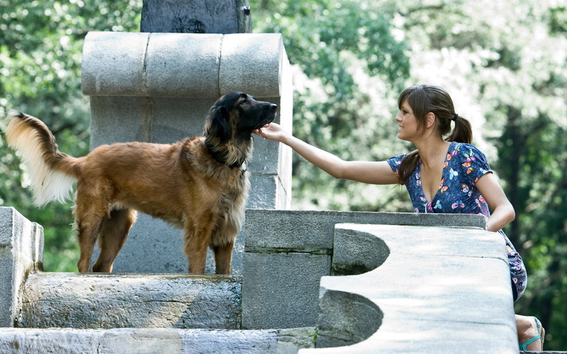 one Person, animal, 2K, malinois, pets, caucasian Ethnicity, cheerful, nature, sitting, real people, people, domestic Animals, one animal, casual clothing