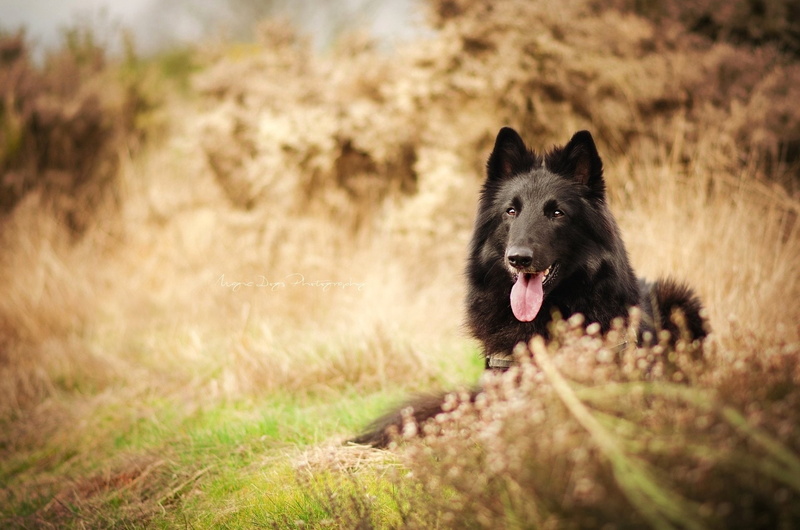 Groenendael, 1080P, Belgian Shepherd, Animal