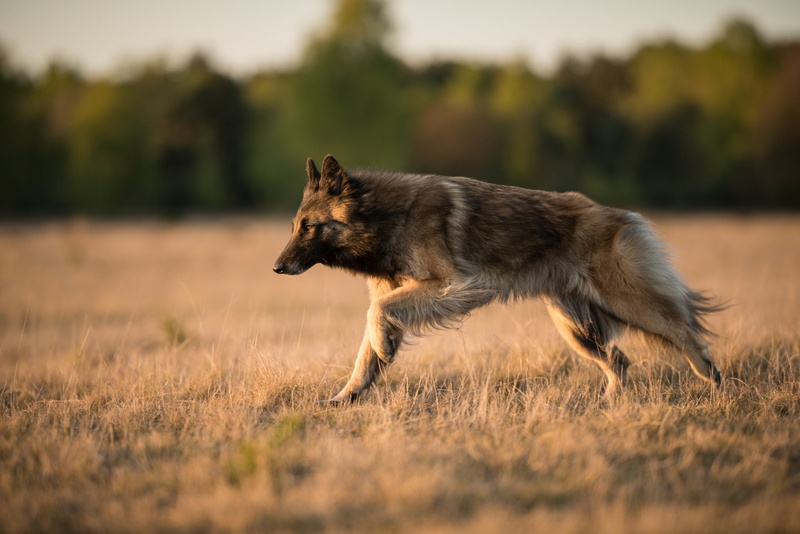 Animal, Dog, Tervuren, Pet, 1080P, Belgian Shepherd