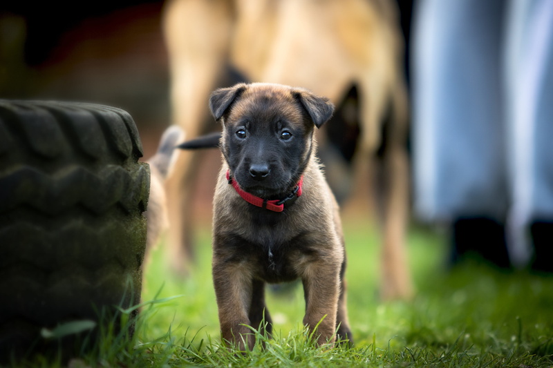 dog, wildlife photography, malinois, domestic, tan, tire, focus on foreground, belgian shepherd dog, outdoors, one animal, pet, day, belgian, people, vehicle