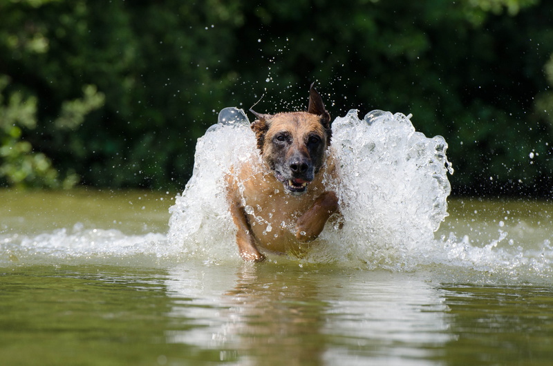 outdoors, no people, dog, Belgian Shepherd Dog, portrait, Malinois, pets, summer, friendship, dogs, vertebrate, waterfront, playful, splashing, Water, animal themes