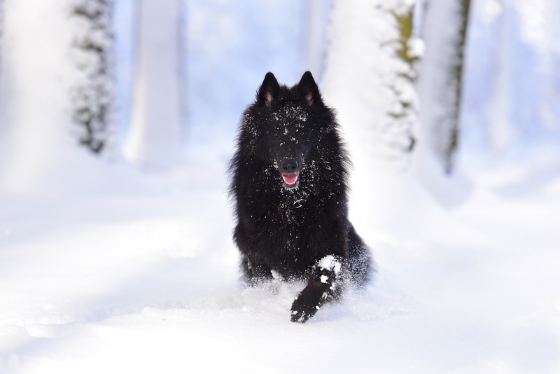 snowing, dog, black, covered, running dog, white color, vertebrate, pets, animal themes, nature, animal, domestic animals, wolf, animals hunting, black color
