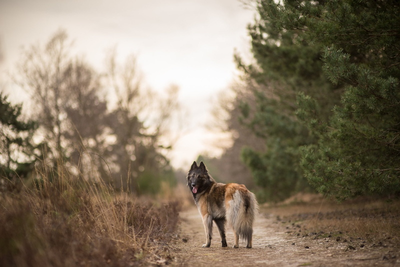 Dog, Animal, 1080P, Belgian Shepherd, Pet, Tervuren