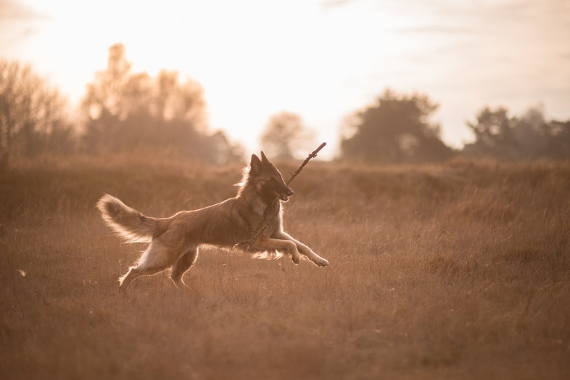 Animal, Belgian Shepherd, 1080P, Dog, Pet, Tervuren