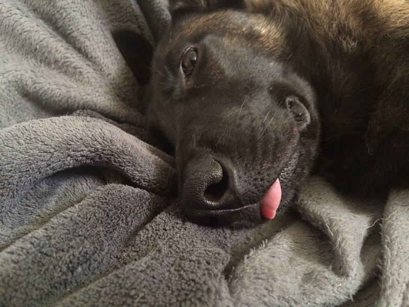 domestic, protruding tongue, belgian shepherd, dog, mouth open, long, no people, close-up, relaxation, animal body part, muzzle, animal themes, cat, animal