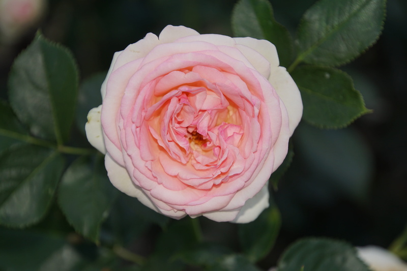 freshness, White, vulnerability, rose - flower, 5K, flower head, floristry voucher, beauty, macro photography, form, rose breeding, close-up, color, close