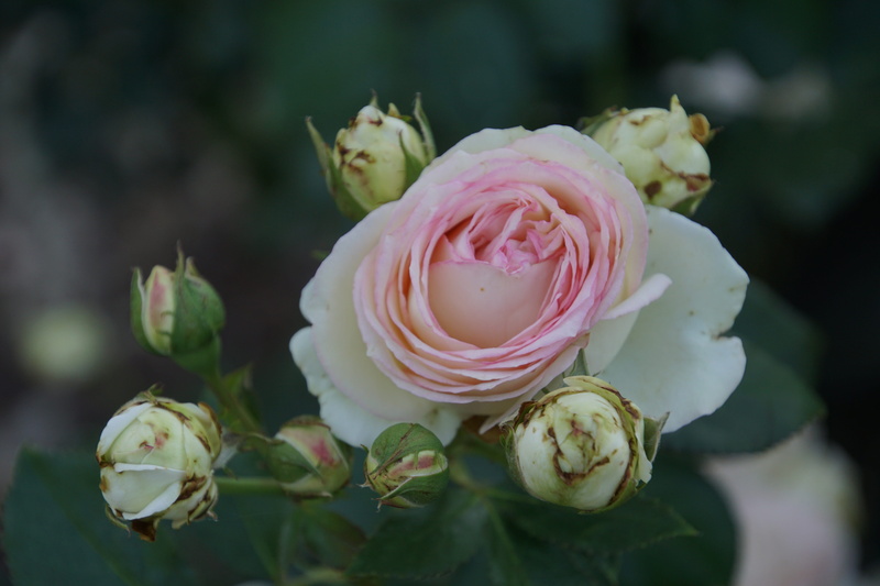 White, spring colours, rose - flower, bouquet, growth, macro photography, inflorescence, flower arrangement, green, flowering plant, 5K, form, rose breeding