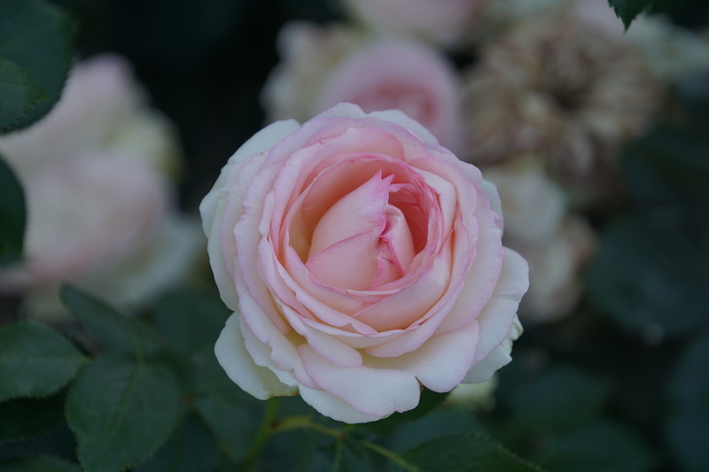 nature, green, flower head, plants and flowers, love, bouquet, growth, beauty in nature, vulnerability, pink color, red, bloom, flower, fragility, softness