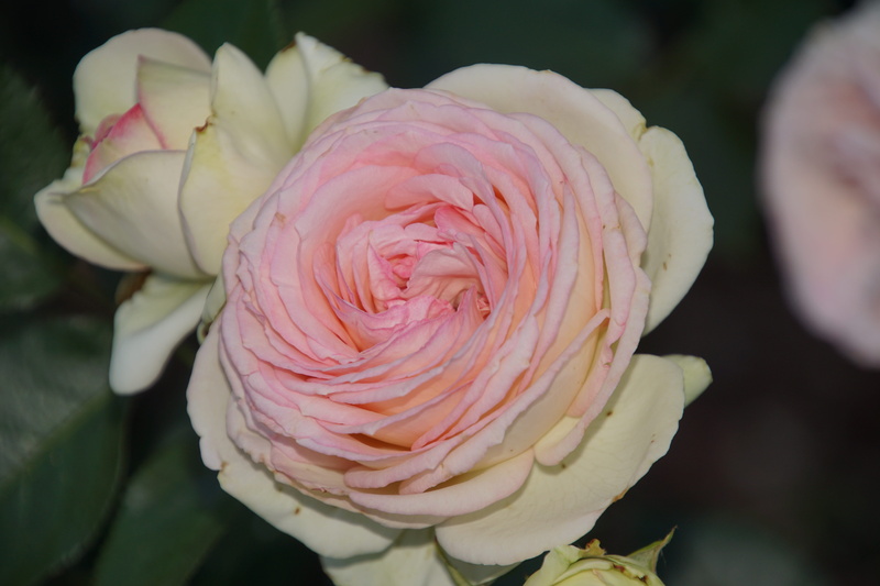 flower, plant, freshness, plants and flowers, valentines day, rose bloom, no people, pink color, form, day, rose - flower, bloom, floristry voucher, blossom