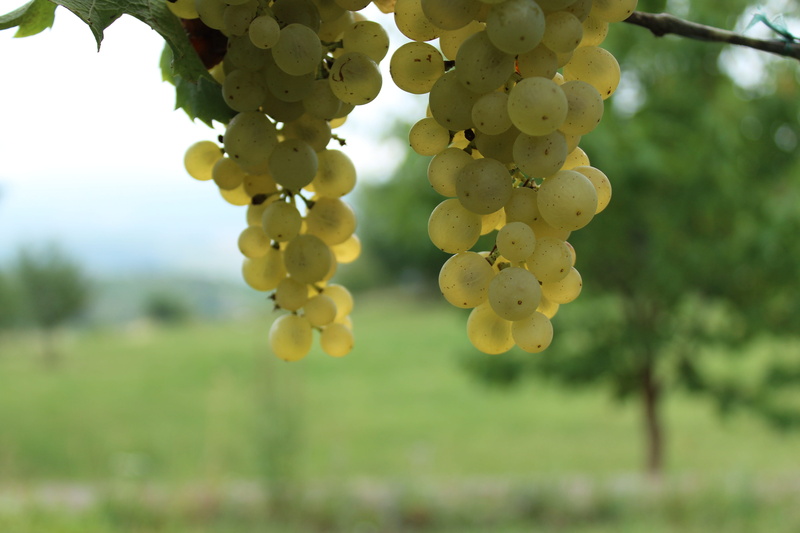 tree, fruit, yellow, landscape, grape, healthy eating, freshness, focus on foreground, growth, white wine, rivaner, grapes, agriculture, no people, bunch