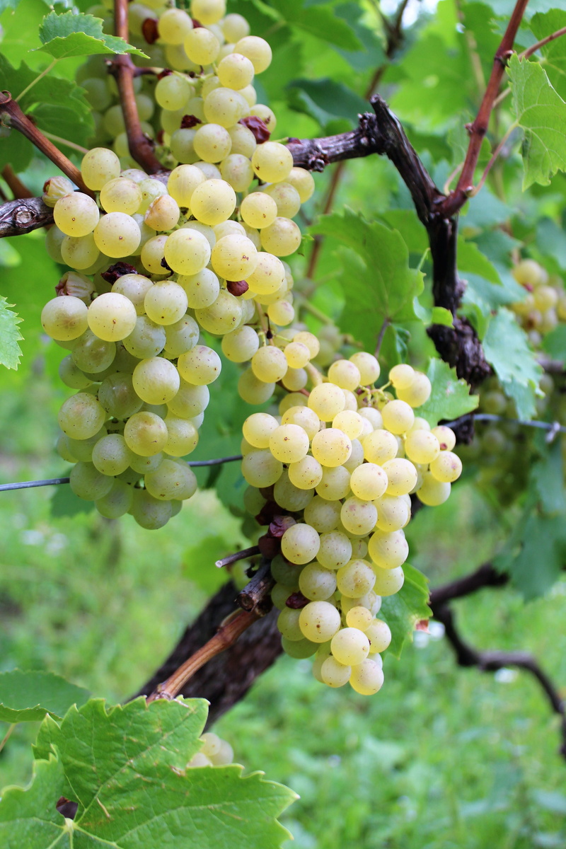 leaf, bunch, winemaking, day, rivaner, grape, healthy eating, close-up, ripe, food and drink, focus on foreground, hanging, plant part, nature, müller-turgau
