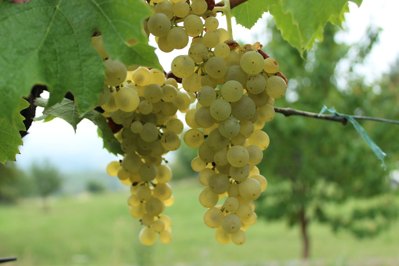 plant, tree, outdoors, plantation, bunch, vineyard, focus on foreground, grape, food, growth, no people, grapes, agriculture, nature, food and drink, fruit