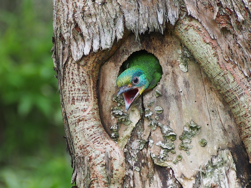 chick, no people, close-up, one animal, trunk, nestling, wood - material, bird, textured, focus on foreground, mullers barbet, parrot, plant, nature, monk