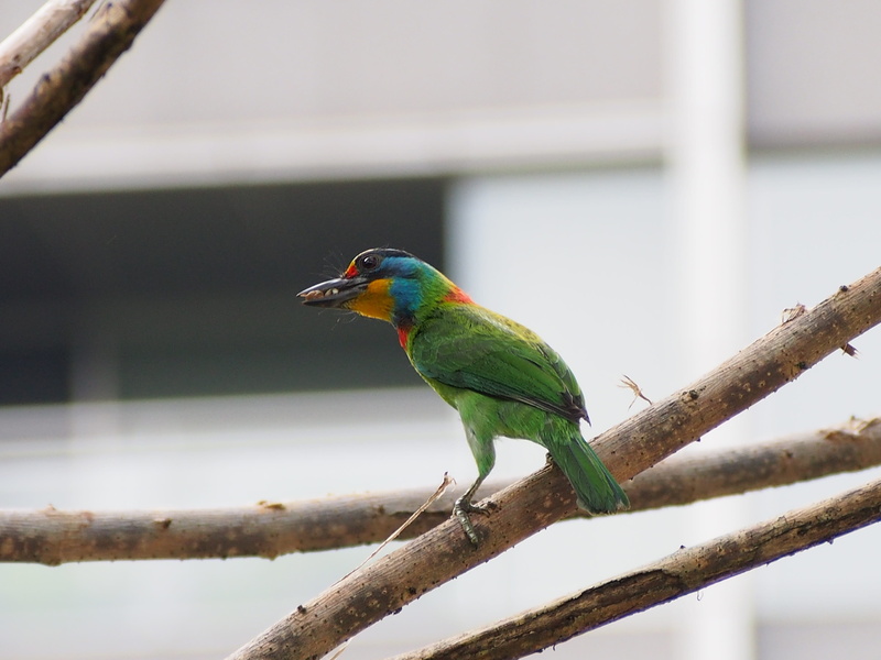 4K, plant, vertebrate, rainbow lorikeet, beauty in nature, one animal, bird, animal wildlife, no people, kingfisher, animal, mullers barbet, perching