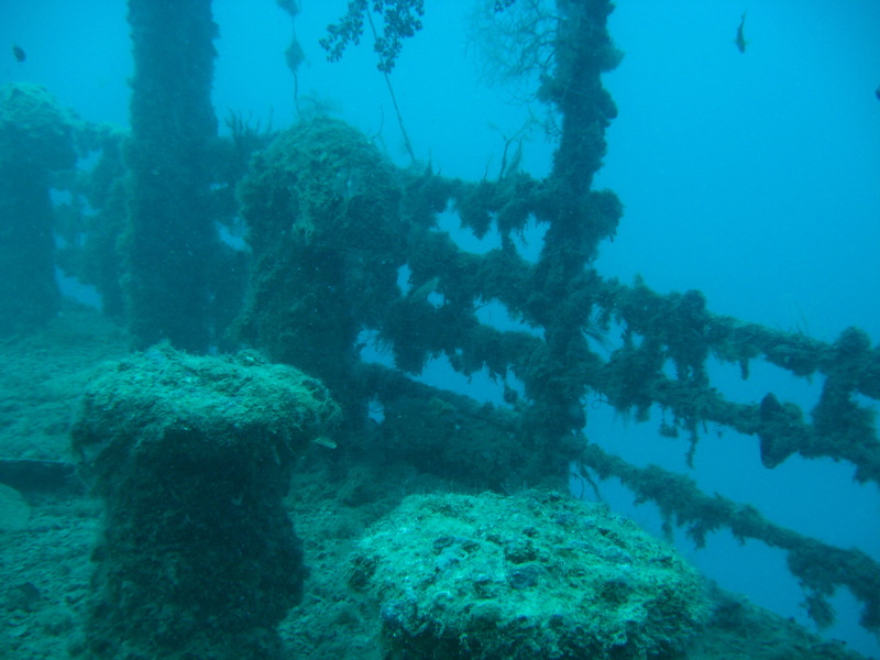 sea, water, marine, school of fish, ship, animal, underwater, octopus, vertebrate, blue, animals in the wild, scuba Diving, fish, reef, depth, sea life