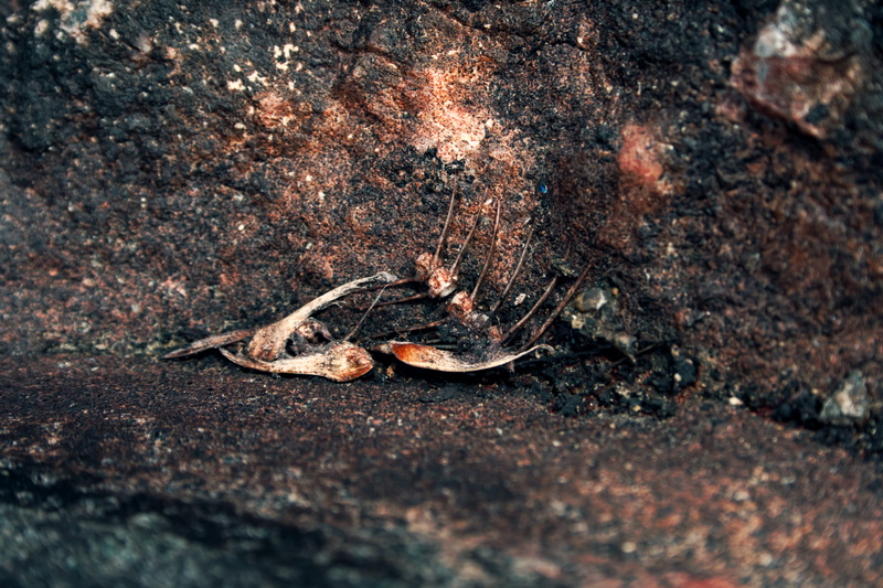 day, nature, animal, one animal, land, bones, entropy, no people, textured, rocks, animal wildlife, fish bones, outdoors, high angle view, close-up, animal themes