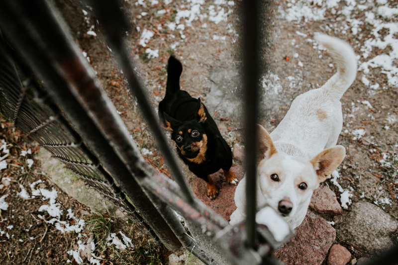 lock, dog, domestic animals, mammal, day, animal, padlock, pets, domestic, behind, portrait, animal themes, bars, Dogs, canine, chihuahua - dog, young animal