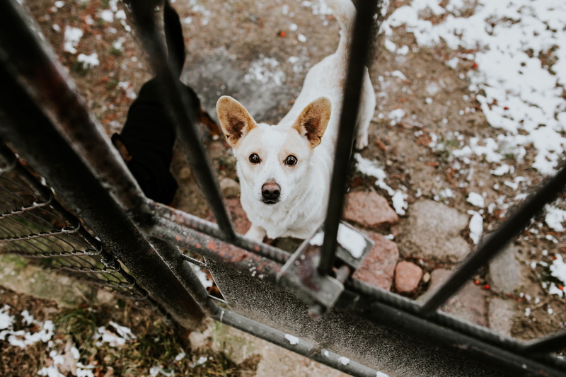 standing, looking at camera, behind, canine, dog, pets, high angle view, no people, selective focus, chihuahua - dog, bars, small, metal, domestic animals