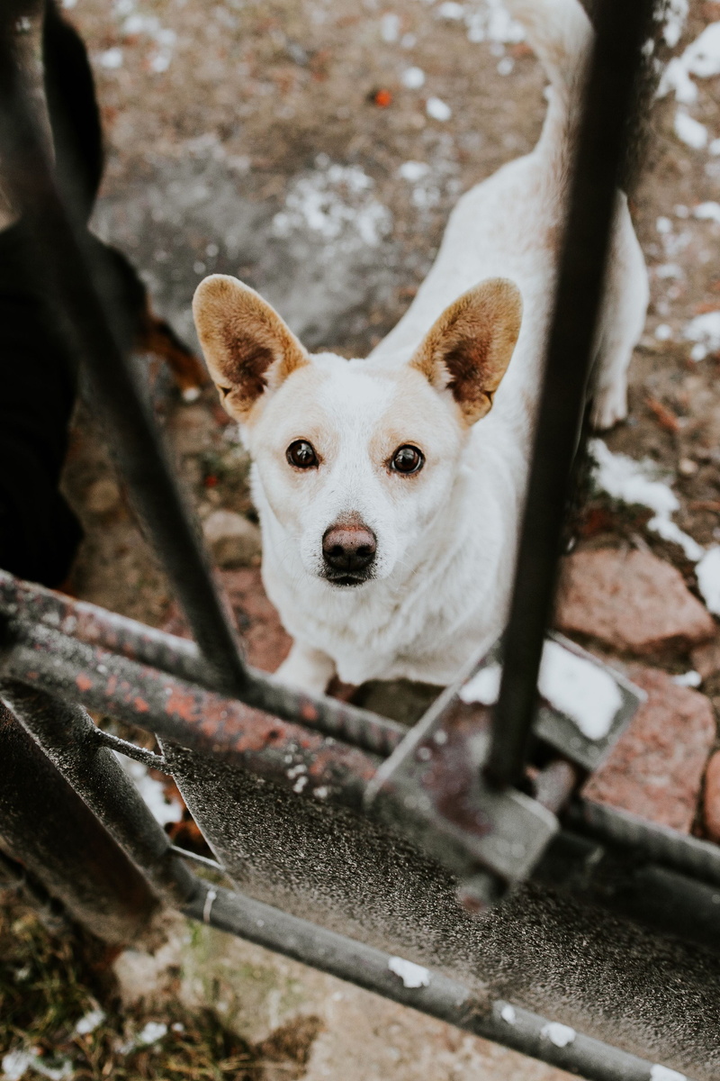 one animal, dog, looking at camera, no people, padlock, close-up, puppy, canine, 2K, Dogs, vertebrate, portrait, metal, outdoors, behind, bars, animal body part
