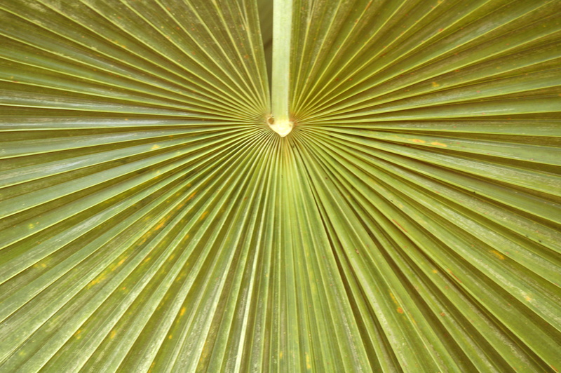 plant, striped, 2K, concentric, outdoors, beauty in nature, abstract, palm tree, directly below, nature, pattern, plant part, tree, palm leaf, full frame