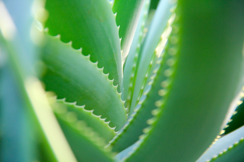 flower, cornwall, 5K, aloe, medicine, spiky, plant, aloe vera plant, united kingdom, growth, spiked, close-up, cactus, eden, herbal medicine, close up