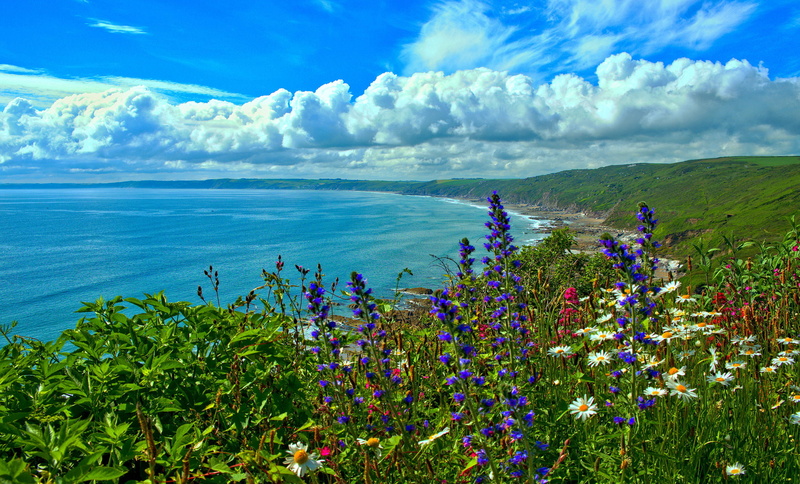 coast, England, Whitsand Bay, flowers, Bay, Cornwall, 1080P, sea, cloud England