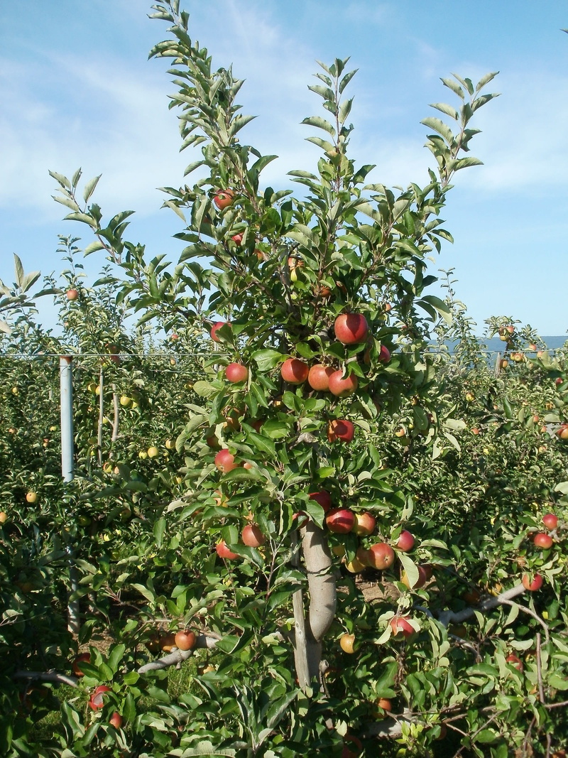 leaf, harvest, sky, beauty in nature, no people, season, fresh, summer, agriculture, landscape, plant, cloud - sky, orchard, organic, Fruit, ripe, healthy eating