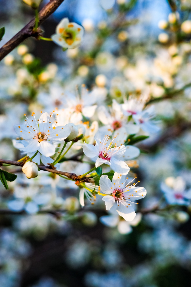 grove, flora, landscape, green, spring awakening, flower head, leaf, outdoors, blossom, close-up, fruits, white, fruit tree, focus on foreground, garden