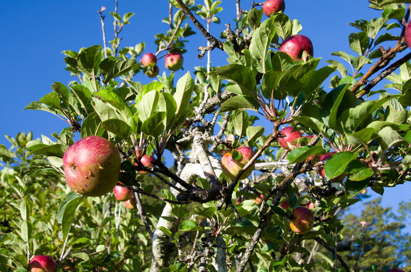 no people, leaf, wellbeing, garden, 4K, fruit, branch, tree, summer, orchard, color, apple, red, fruit tree, ripe, nature, fresh, food and drink, farm