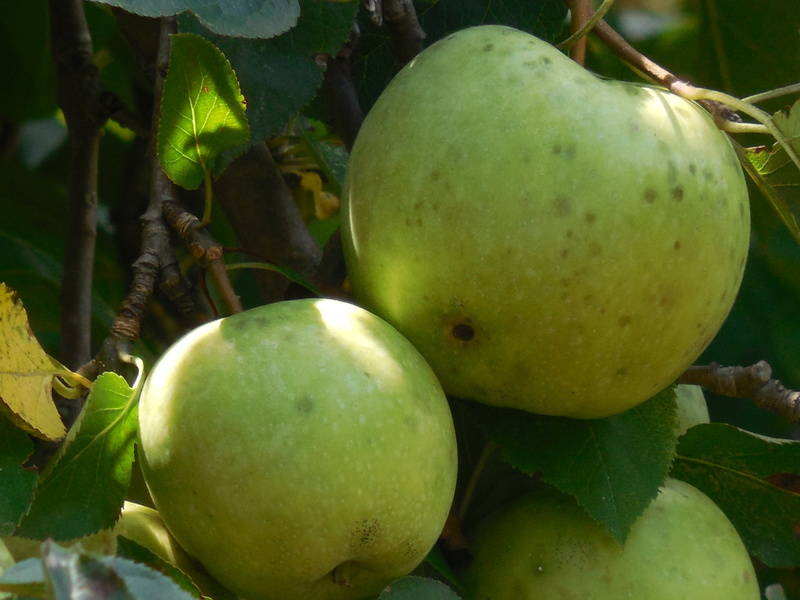 garden, natural, green color, 4K, healthy eating, plant, close-up, season, apple, tropical fruit, white, spring, no people, orchard, focus on foreground
