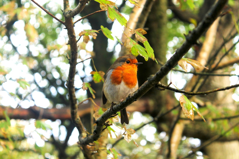 The Lost Gardens Of Heligan, 4K, Photoshop, nature, landscape, birds, UK