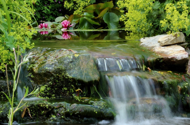 flowing, stream - flowing water, rock, flowering plant, 1080P, flowing water, tree, rock - object, solid, day, plant, no people, Garden, scenics - nature