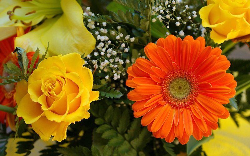 gerbera, nature, garden, bouquet, rose, 1080P, flower, 3d and abstract