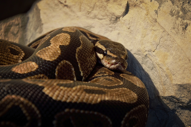 background, animal themes, no people, zoo, wildlife, day, vertebrate, 4K, vivarium, animal scale, snake, poisonous, animal, outdoors, one animal