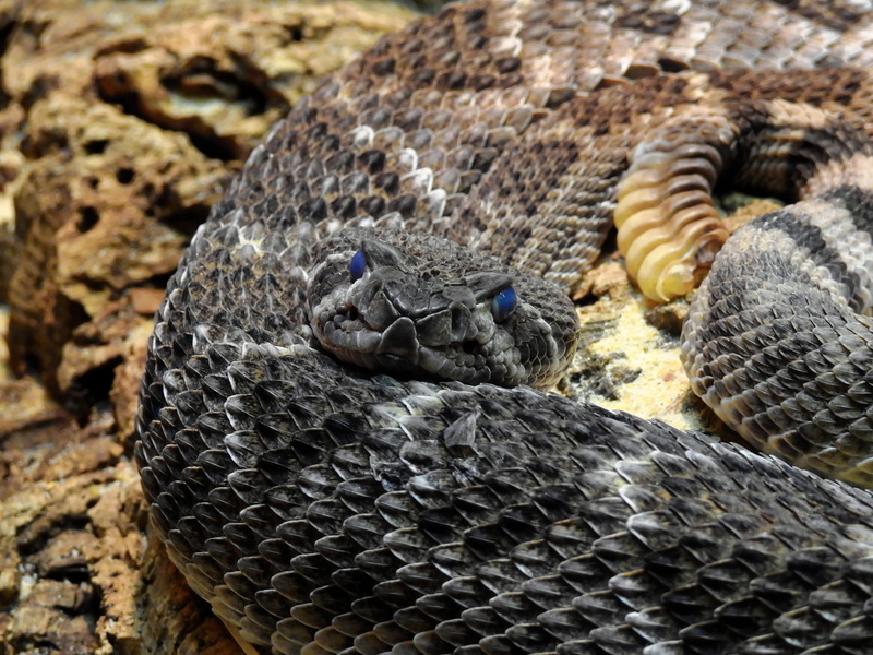 wildlife, reptile, rattlesnake, carnivore, animal body part, viper, scale, vertebrate, danger, dangerous, animal wildlife, snake, animals in the wild, day